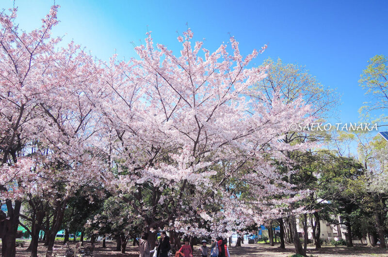 桜満開の「清澄公園」