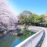 桜満開の「仙台堀川公園」