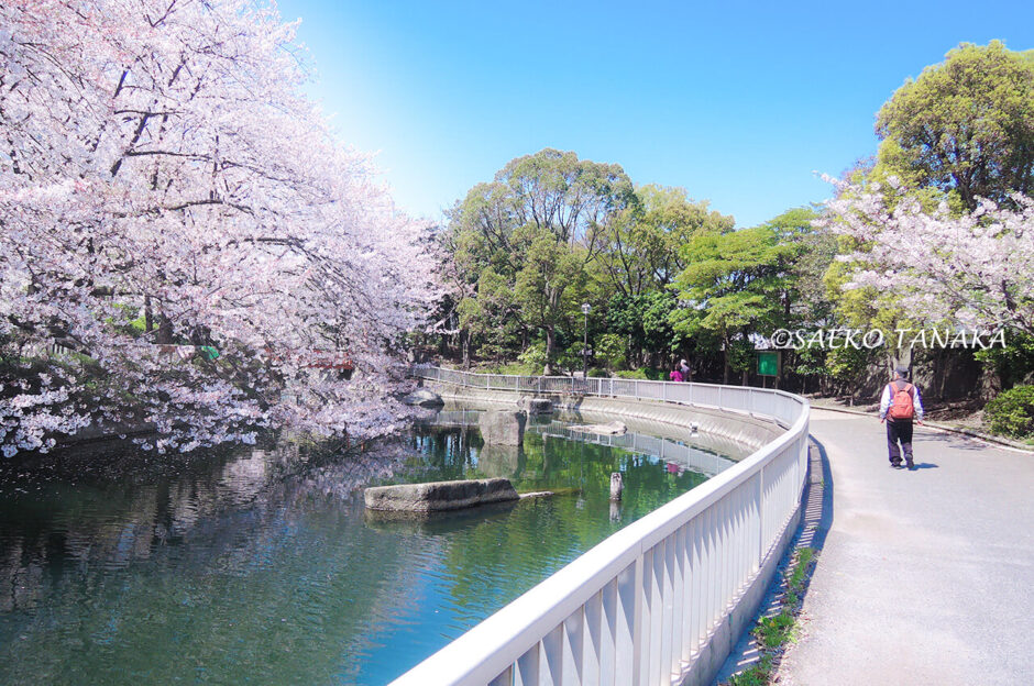 桜満開の「仙台堀川公園」