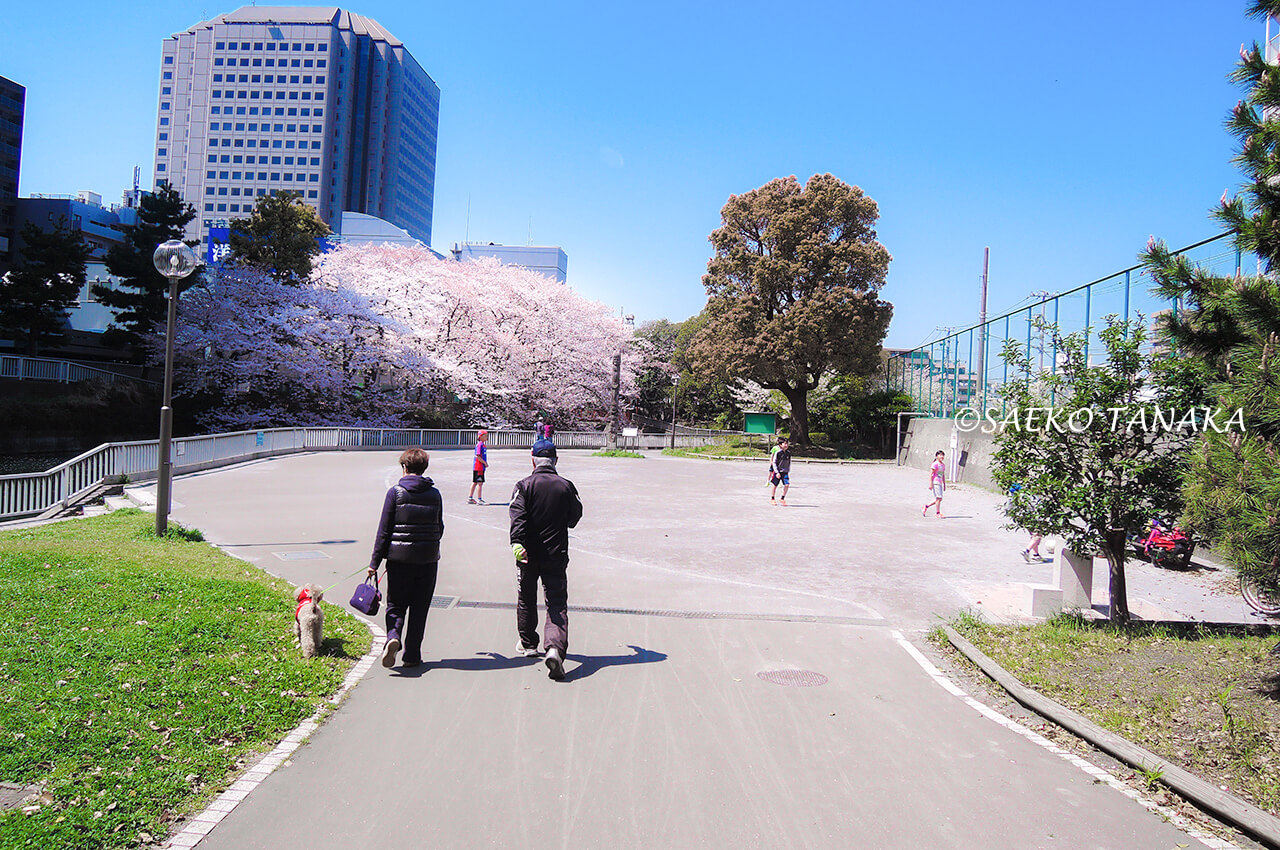 桜満開の「仙台堀川公園」
