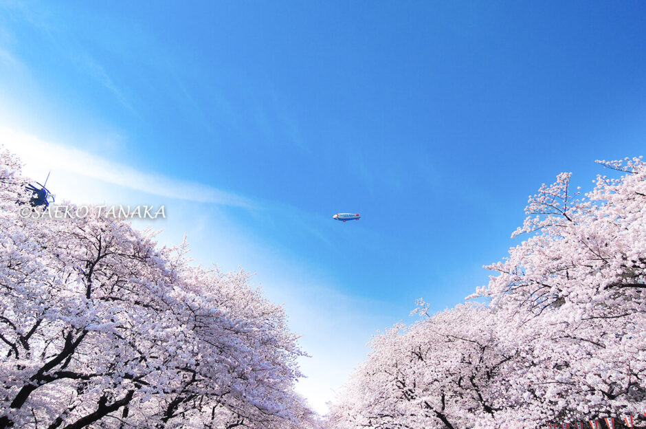 桜満開の「上野恩賜公園」