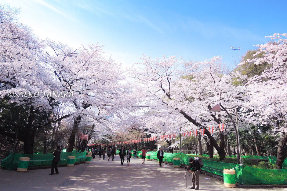 【東京ストリート桜特集】上野恩賜公園／日本を代表する桜の名所！ サッチマグ｜旧sacchin Mind Share