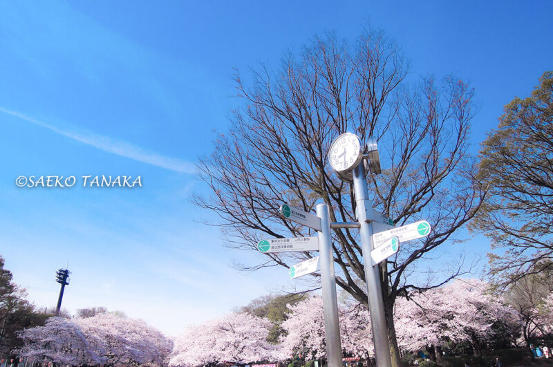 桜満開の「上野恩賜公園」
