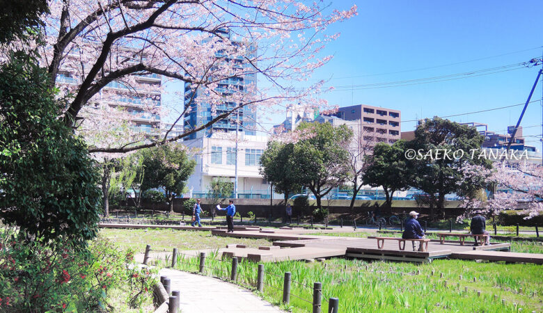 【東京ストリート桜特集】横十間川親水公園／亀や鳥と一緒にお花見！