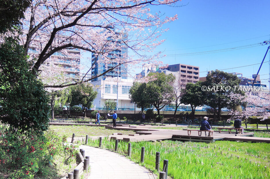 桜満開の「横十間川親水公園」