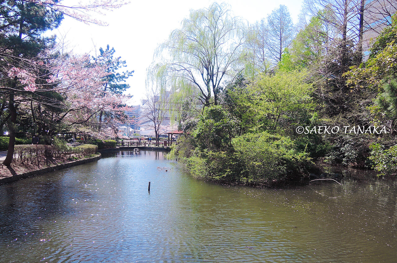 桜満開の「横十間川親水公園」