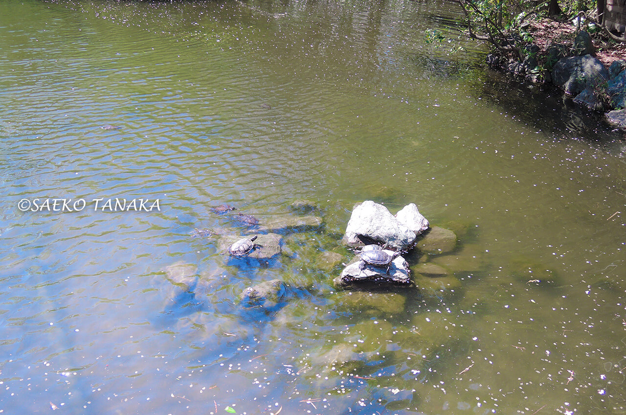 桜満開の「横十間川親水公園」で泳ぐ亀