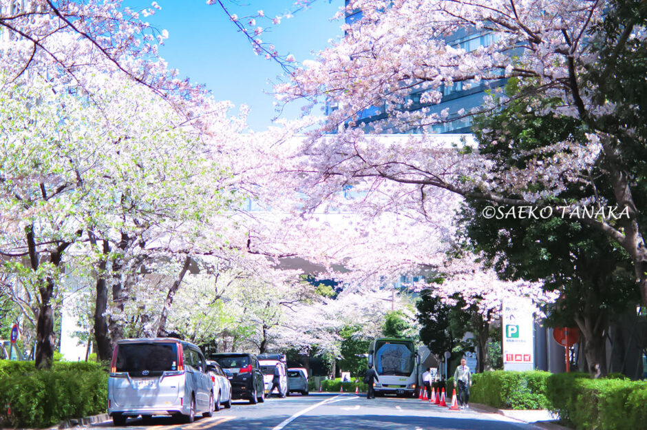 桜満開の「ゲートシティ大崎」