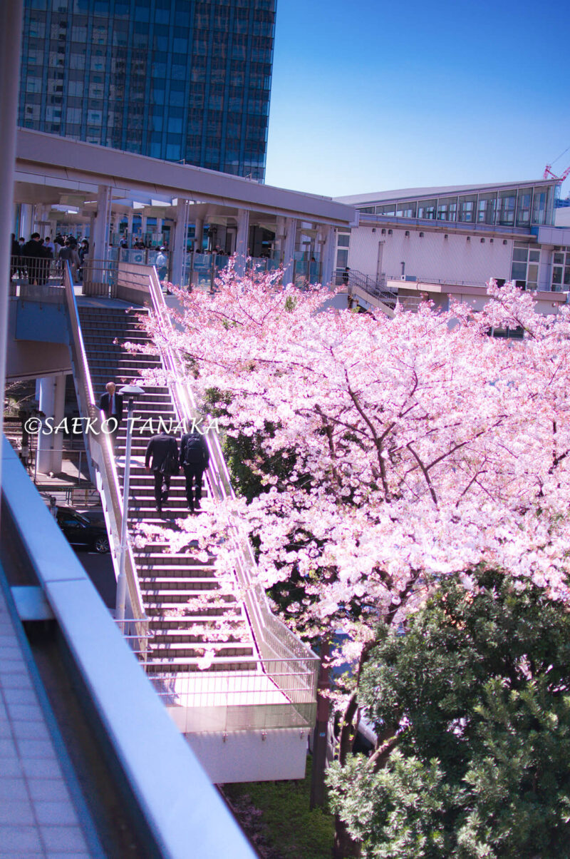 桜満開の「ゲートシティ大崎」