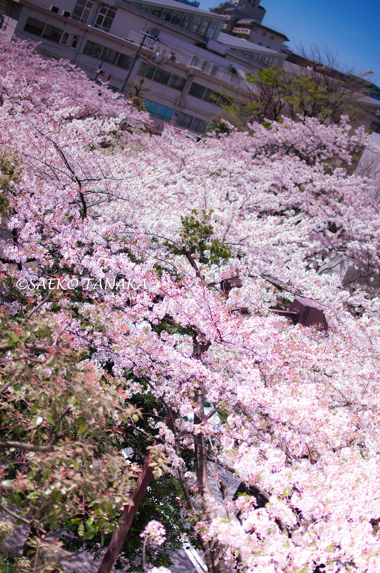 桜満開の「ゲートシティ大崎」