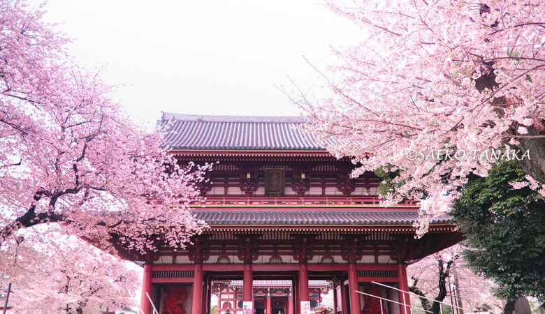 【東京ストリート桜特集】池上本門寺／桜と五重塔のコラボレーション！