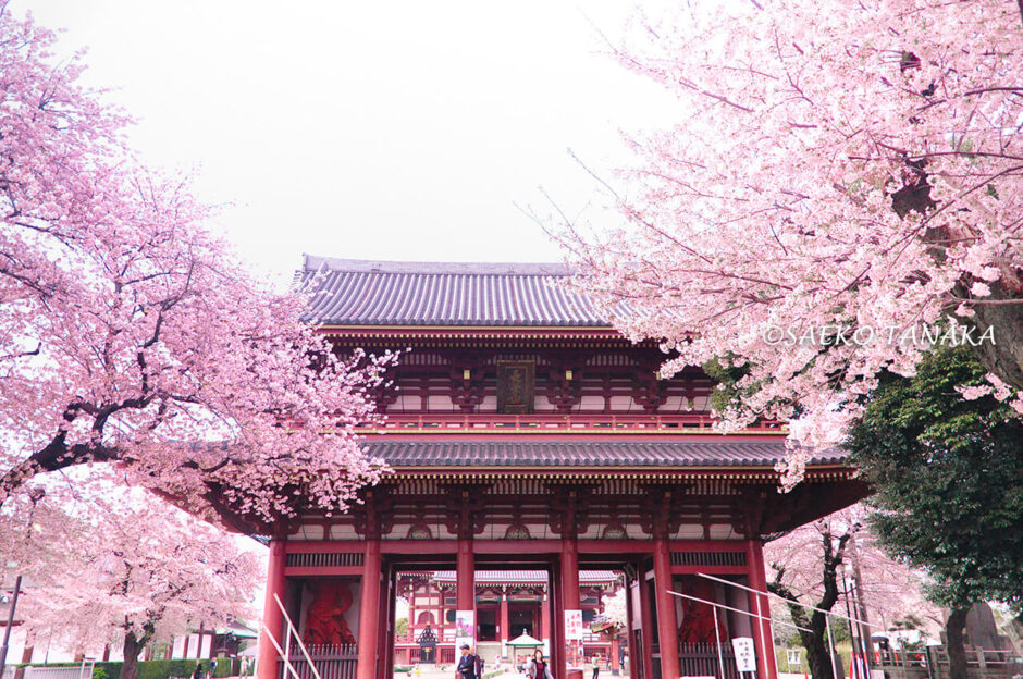 桜満開の「池上本門寺」