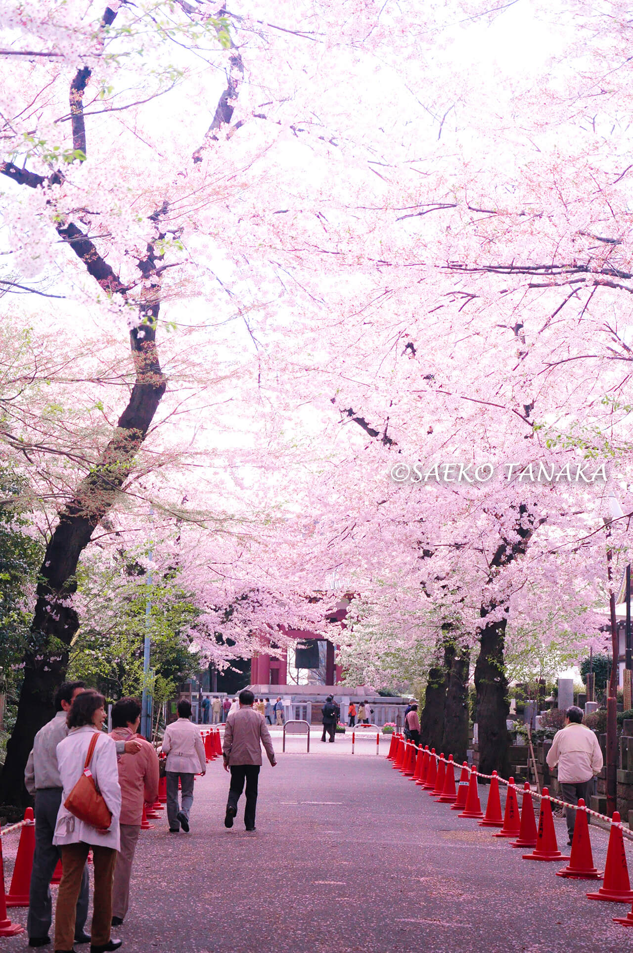 桜満開の「池上本門寺」