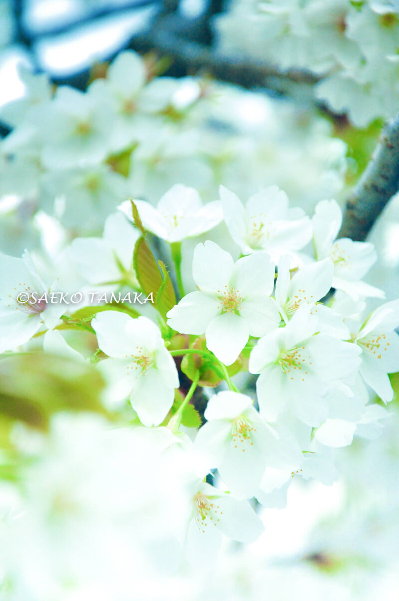 桜満開の「池上本門寺」