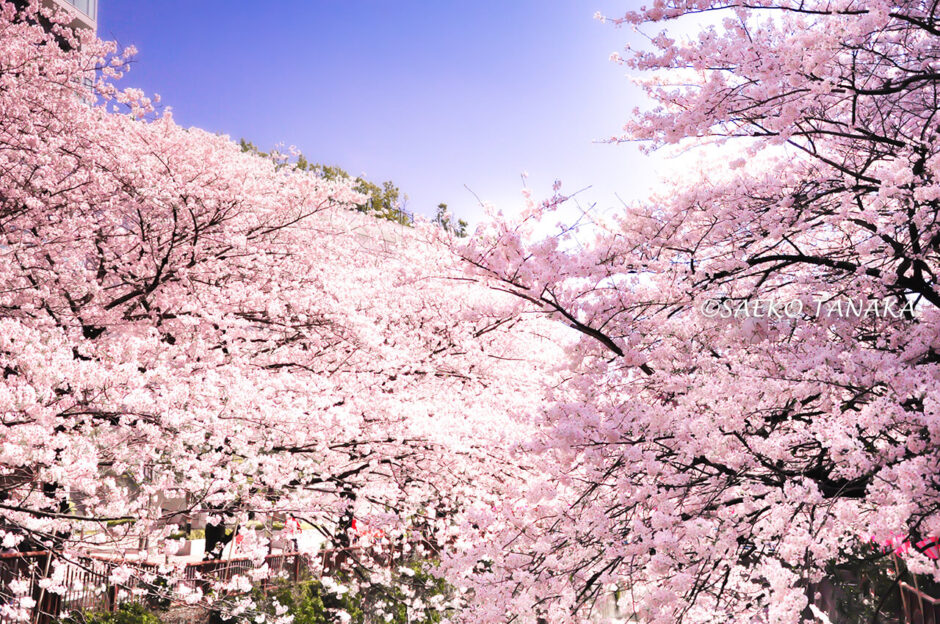 桜満開の「目黒川」