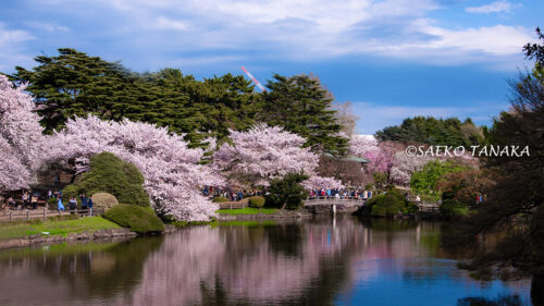 桜満開の「新宿御苑」
