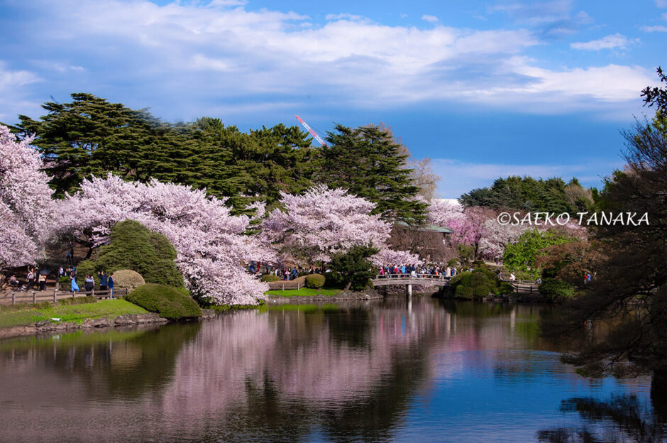 桜満開の「新宿御苑」