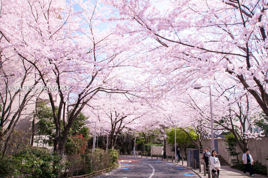 桜満開の「六本木さくら坂」