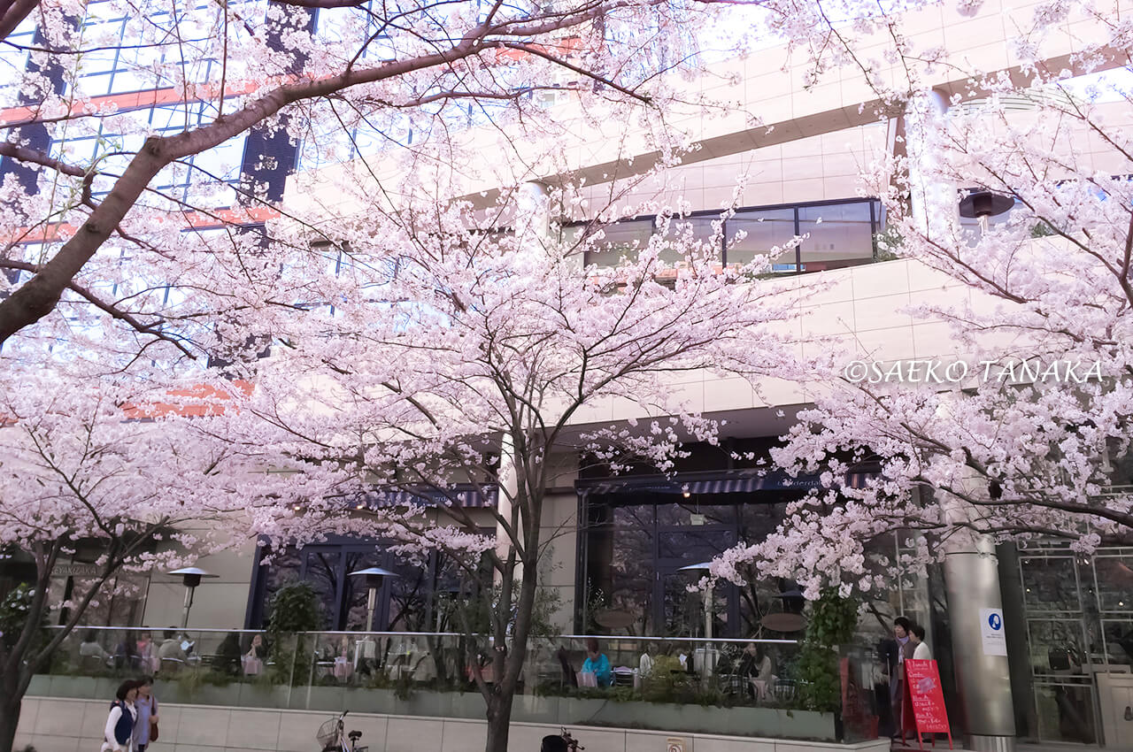 桜満開の「六本木さくら坂」