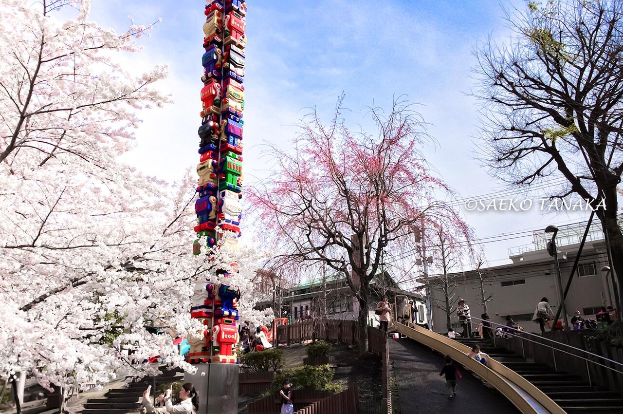 桜満開の「六本木さくら坂」のさくら坂公園