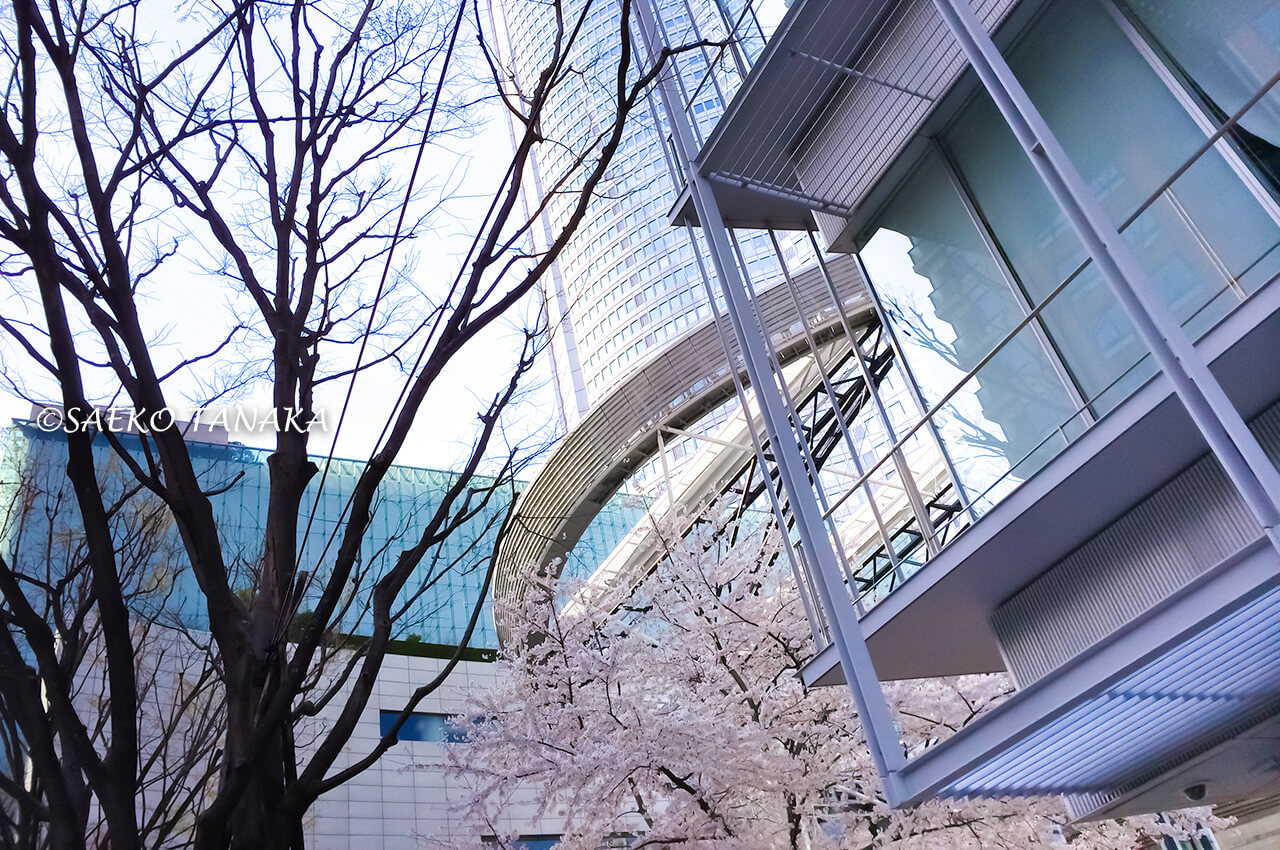 桜満開の「六本木ヒルズ」