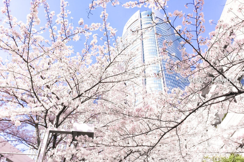 桜満開の「六本木さくら坂」から眺めた六本木ヒルズ
