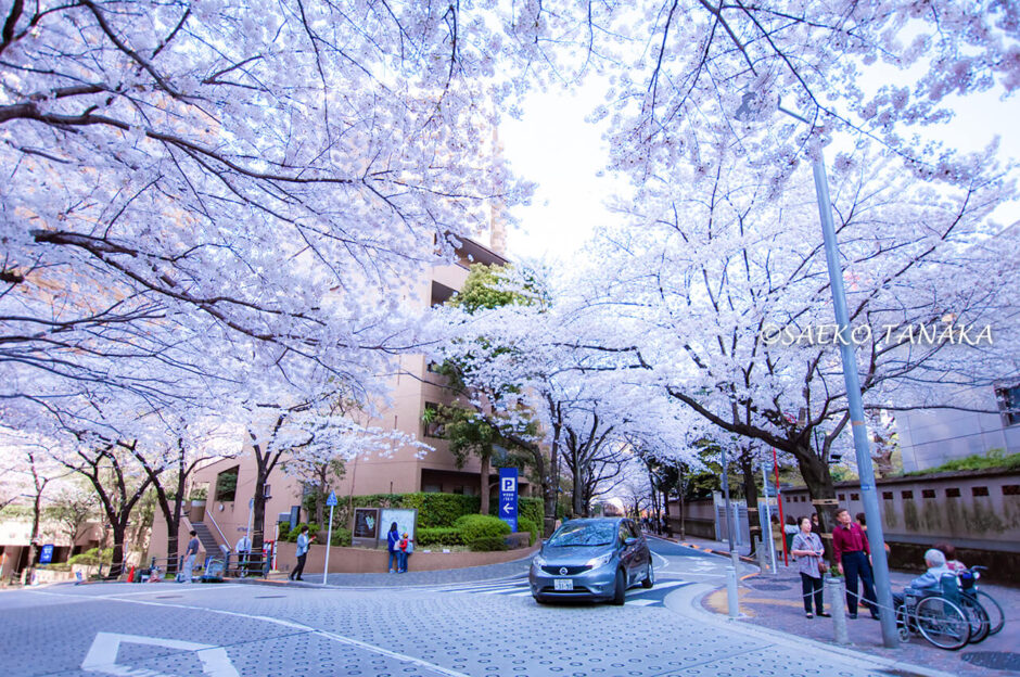 桜満開の「アークヒルズ」