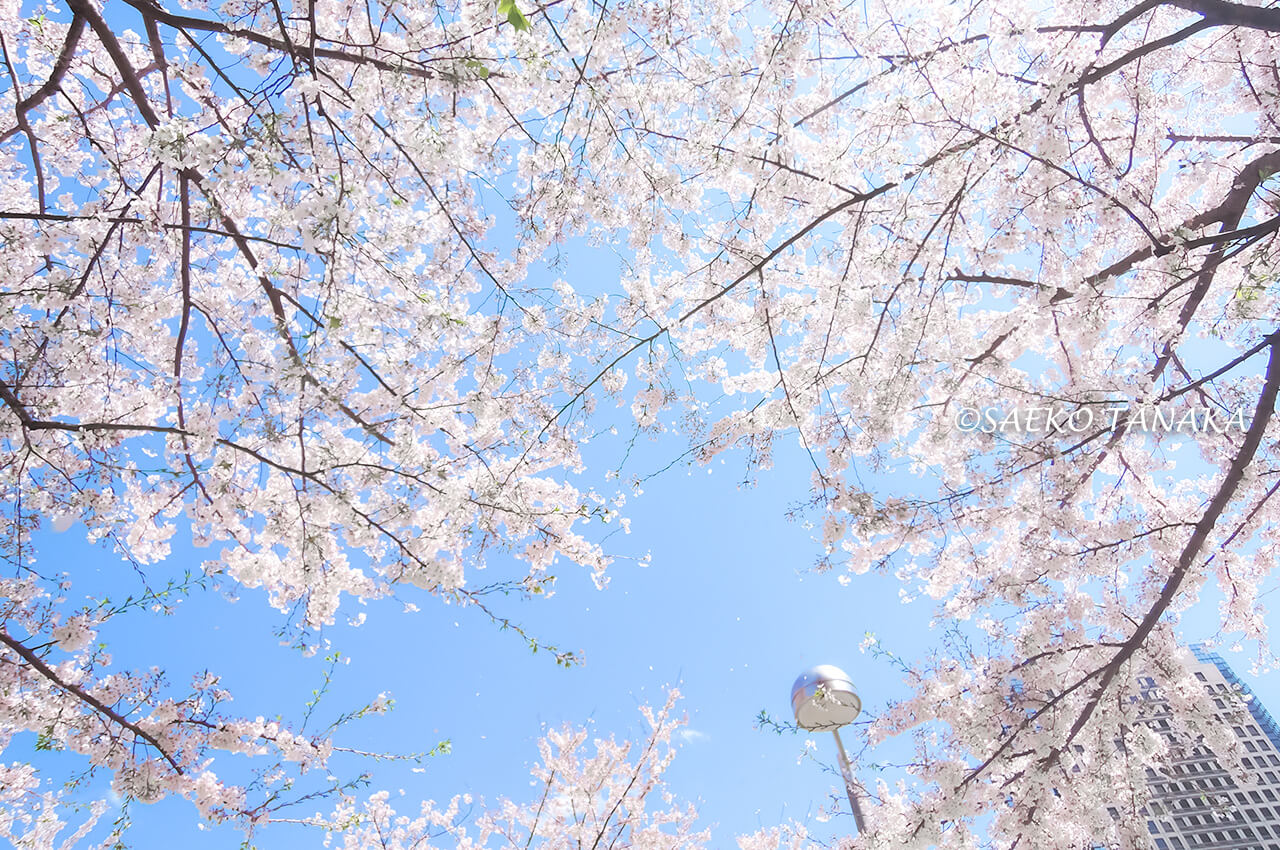 桜満開の「アークヒルズ」