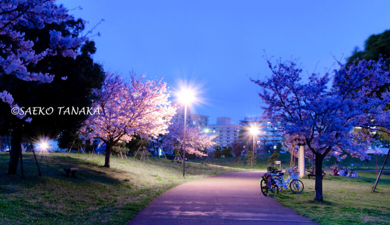 【東京カメラ散歩桜特集】大森ふるさとの浜辺公園／憂いを帯びた夜桜と曇天