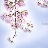 桜満開の「大森ふるさとの浜辺公園」