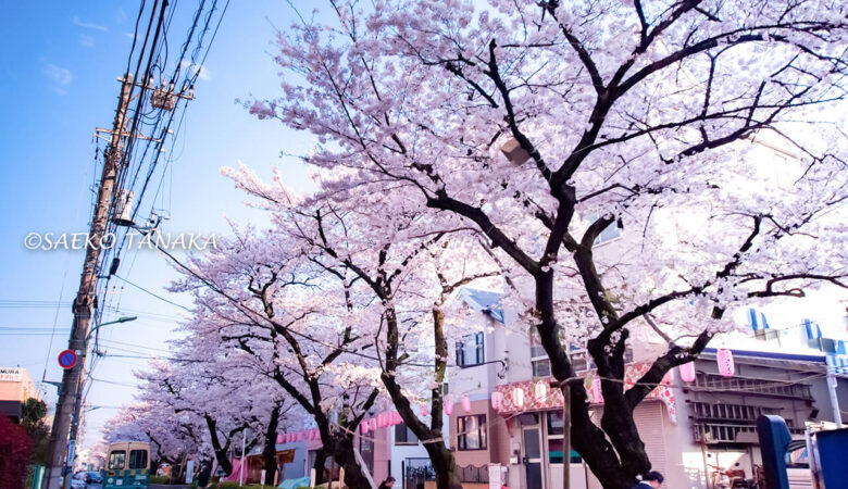 【東京ストリート桜特集】馬込文士村／文豪が愛した街の桜に出会う！