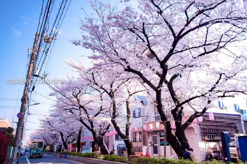 桜満開の「馬込文士村」の“馬込の桜並木”