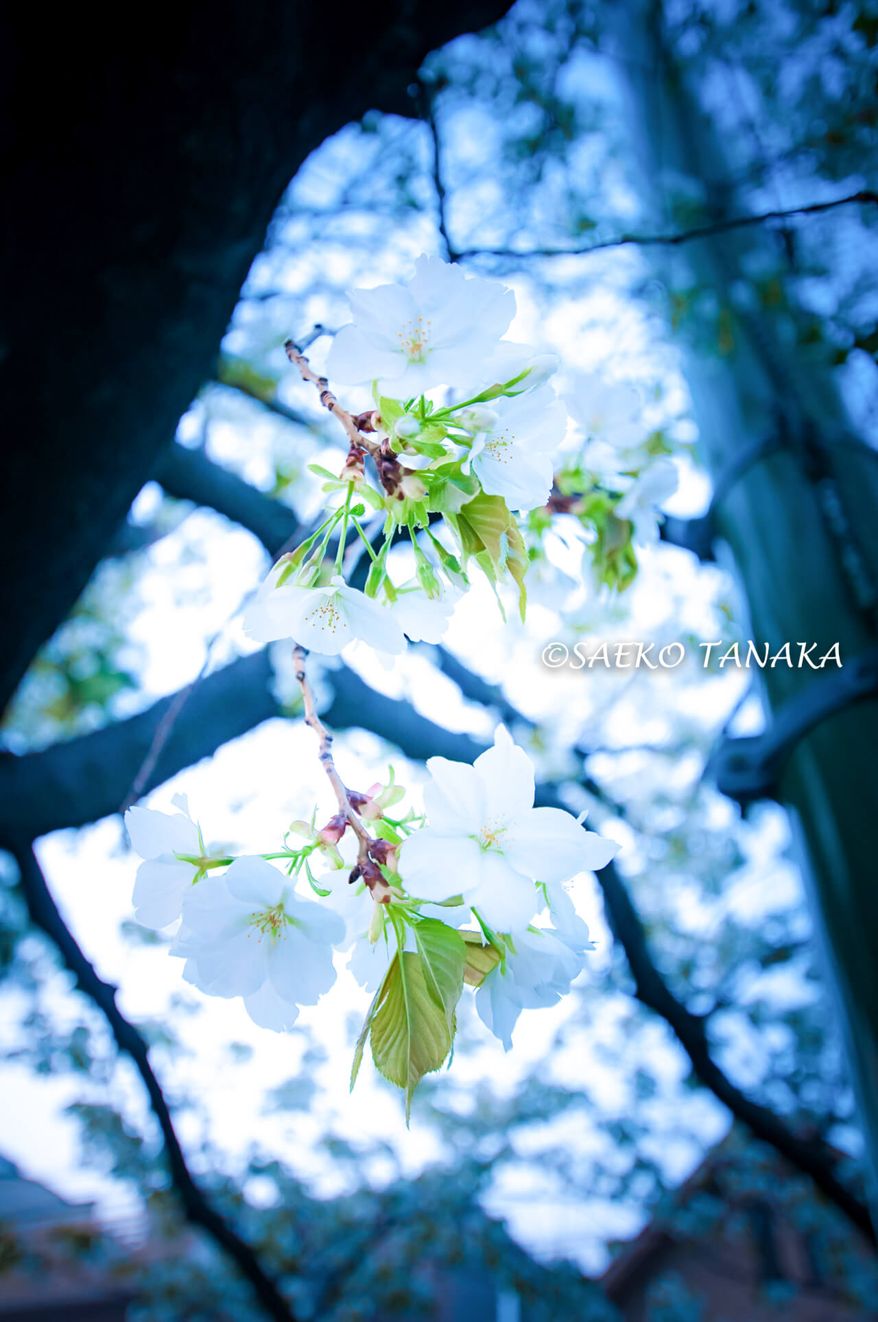 桜満開の「馬込文士村」の“馬込の桜並木”