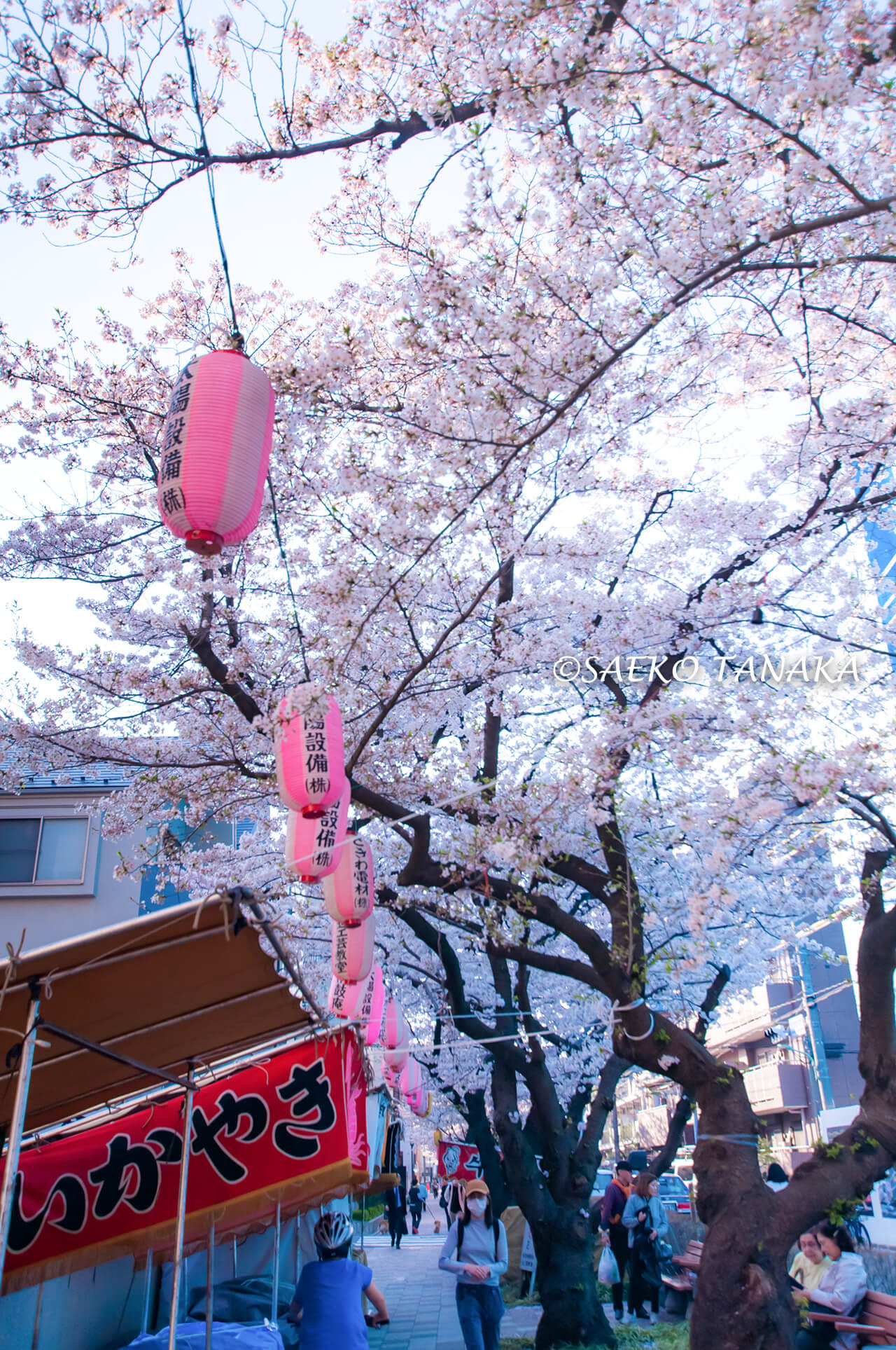 桜満開の「馬込文士村」の“馬込の桜並木”