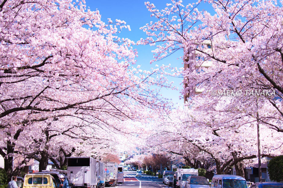桜満開の「大井水神公園」