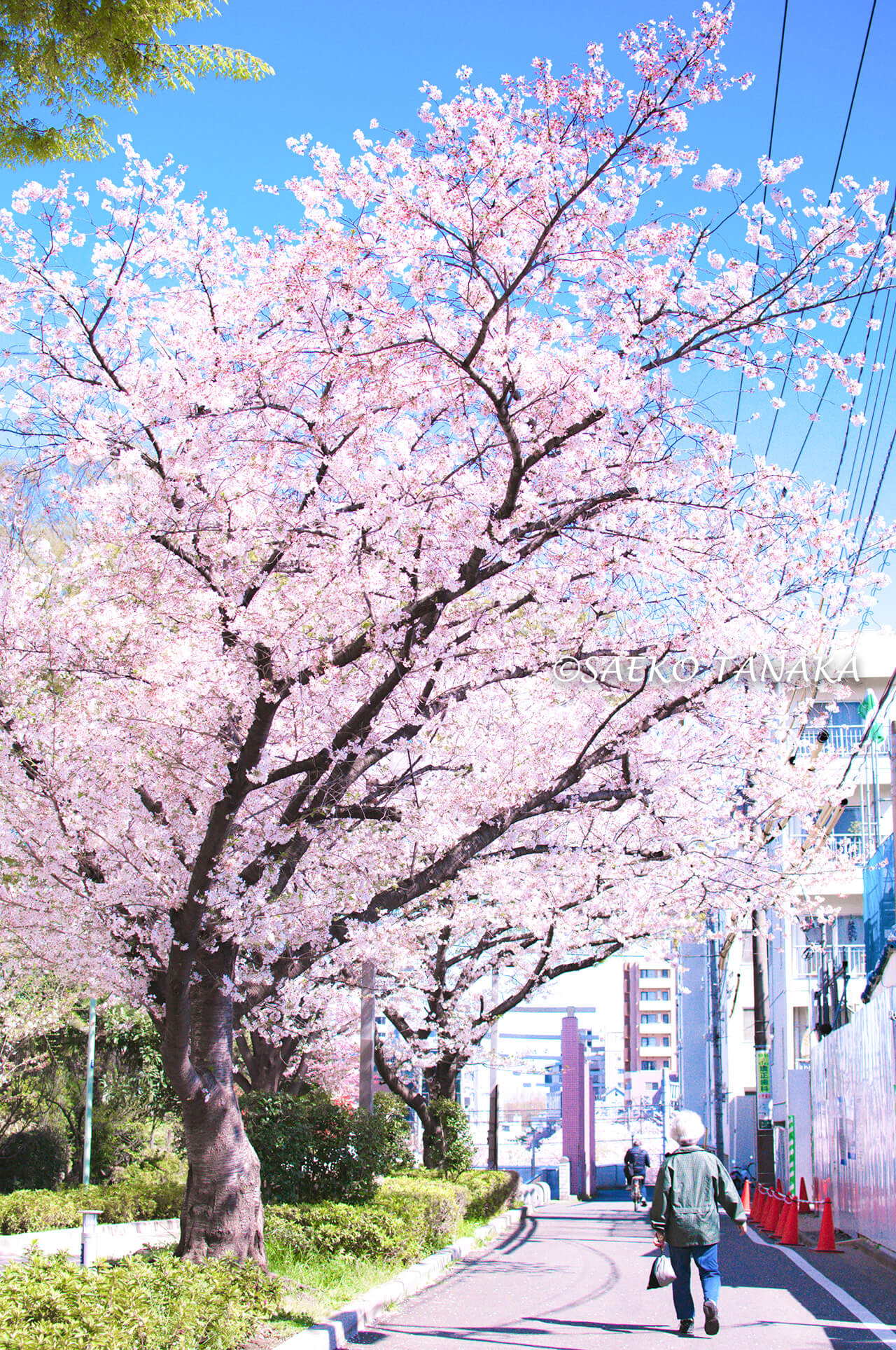 桜満開の「大井水神公園」付近の街並み