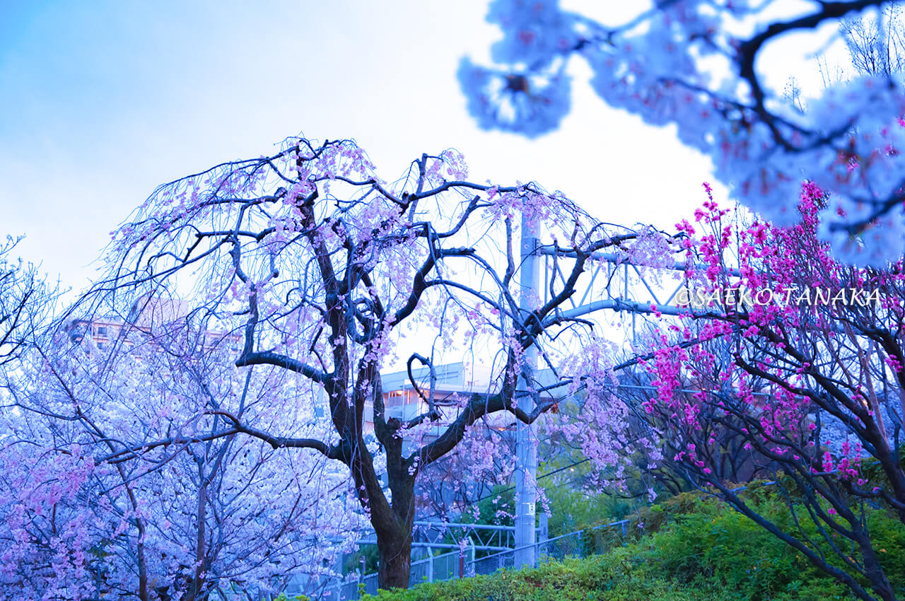 桜満開の「大井水神公園」