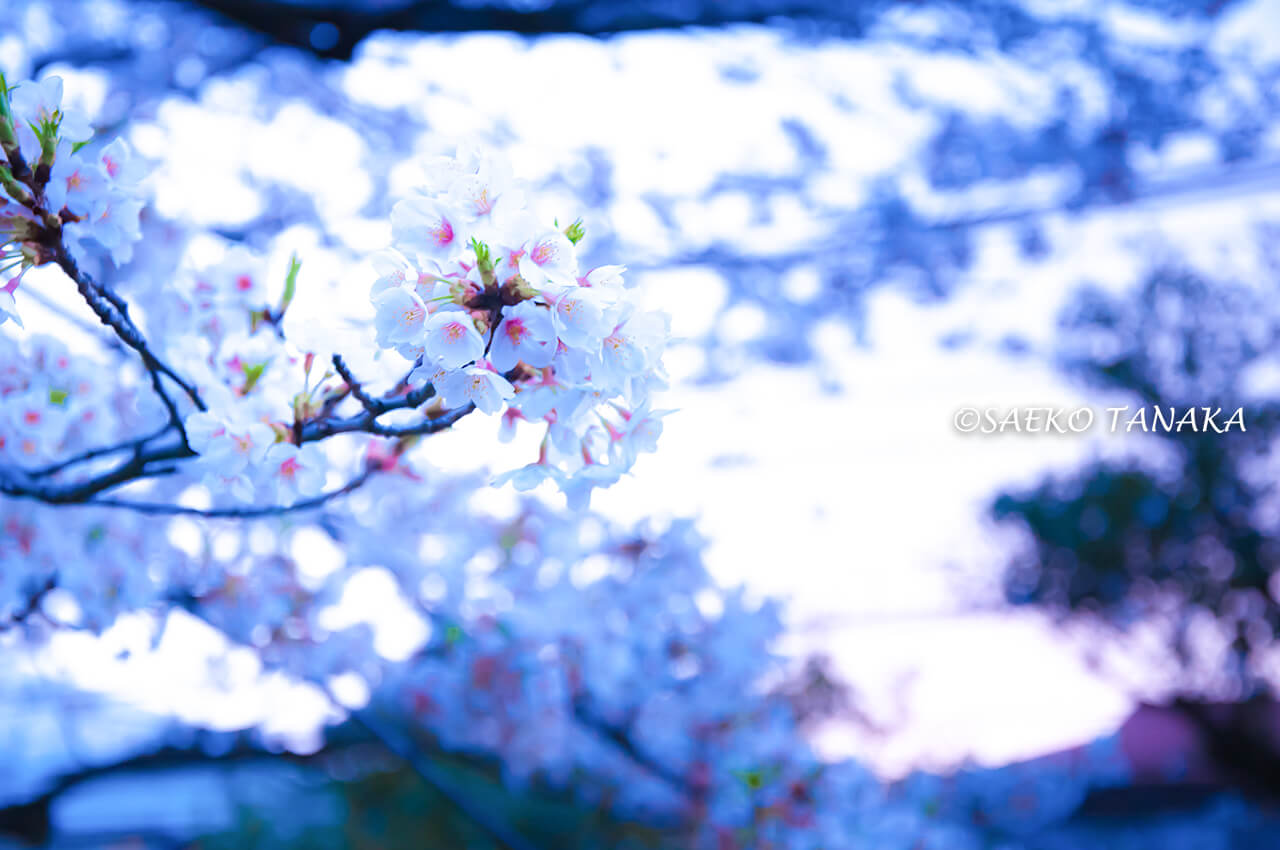桜満開の「大井水神公園」