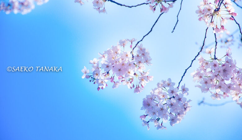 【東京カメラ散歩桜特集】お花見デートにも最適！青山〜代官山を桜散歩