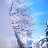 桜満開の青山の街並み