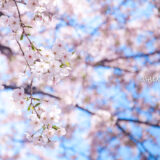 桜満開の青山