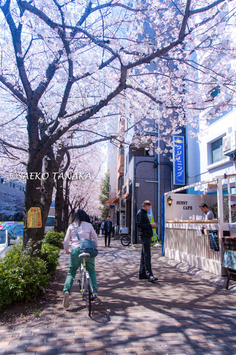 桜満開の代官山の街並み