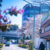 桜満開の青山の街並み