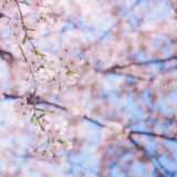 桜満開の青山