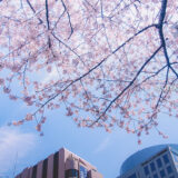 桜満開の代官山