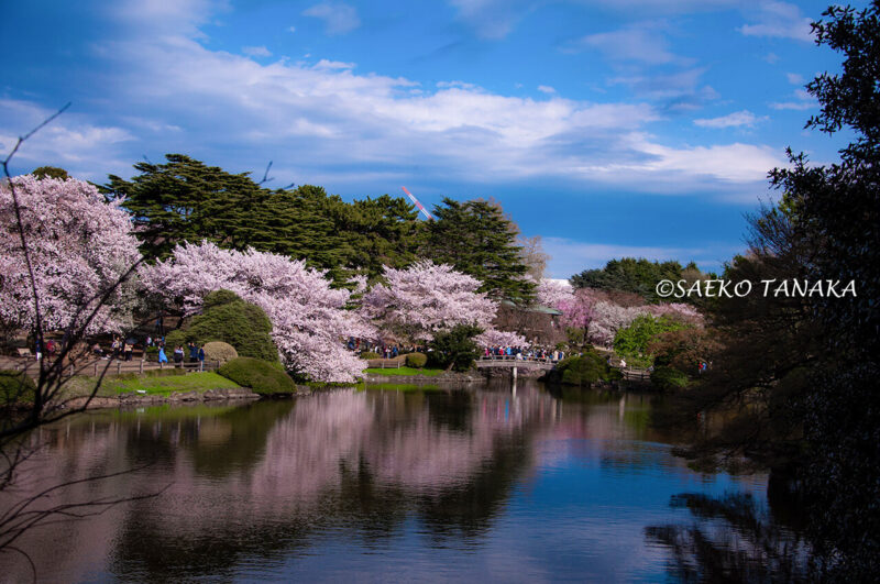 桜満開の「新宿御苑」の写真を使ったLightroom現像実例