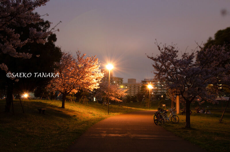 夜桜満開の「大森ふるさとの浜辺公園」の写真を使ったLightroom現像実例
