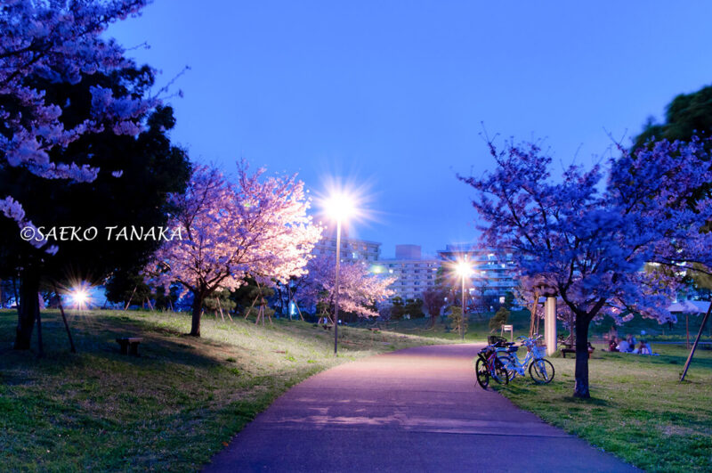 夜桜満開の「大森ふるさとの浜辺公園」の写真を使ったLightroom現像実例