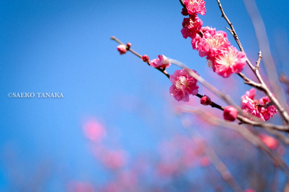 「大森ふるさとの浜辺公園」で見つけた2020年東京の初梅