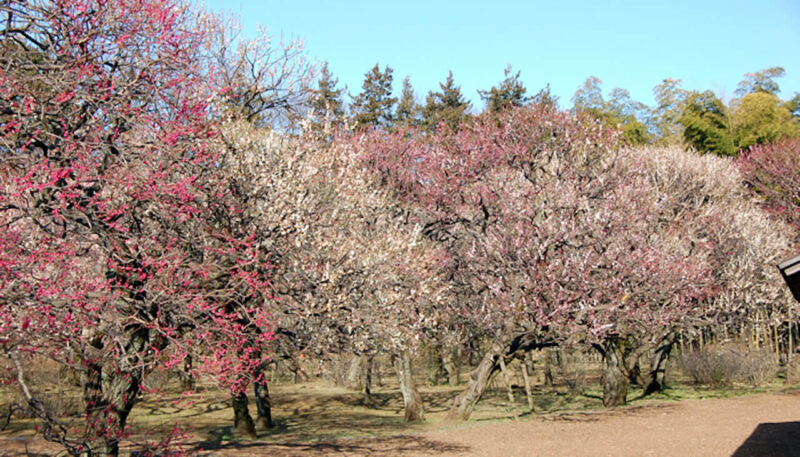 神代植物公園の梅